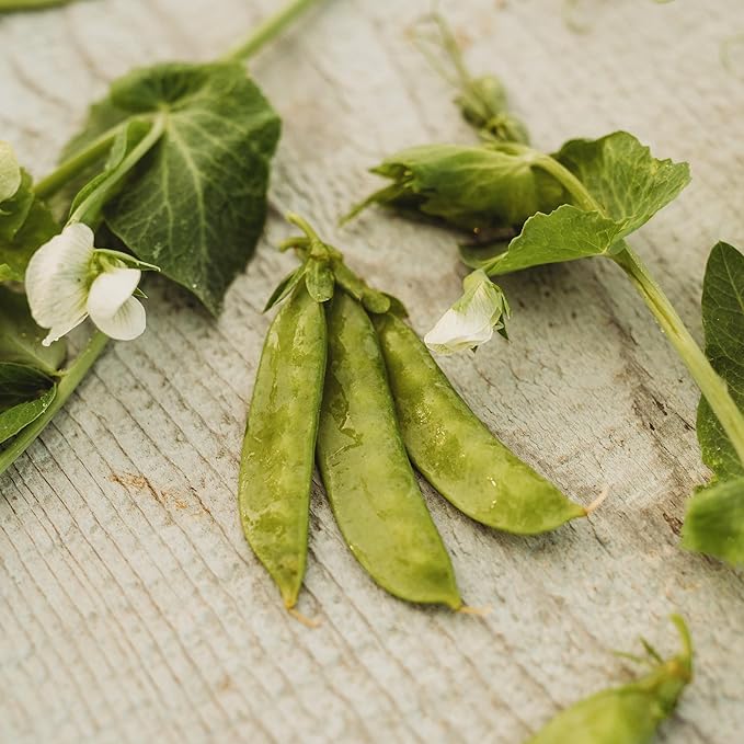 Mammoth Melting Snow Pea - 50 Seeds - Heirloom & Open-Pollinated Variety, Easy-to-Grow & Cold-Tolerant, Non-GMO Pea Seeds for Planting Outdoors in The Home Garden, Thresh Seed Company
