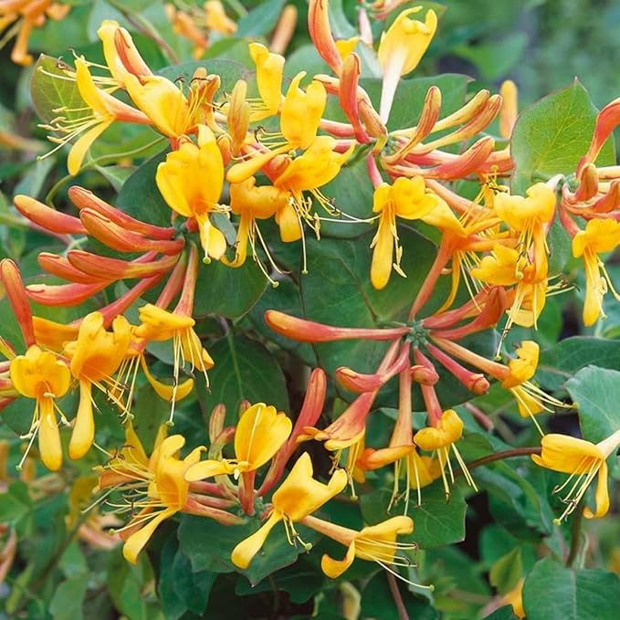 300+ Honeysuckle Seeds for Planting Honeysuckle Vine,Honeysuckle Flower for Growing Seeds in The Garden Home Outdoor
