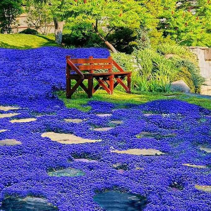 20500+ Magic Blue Creeping Thyme Seeds for Planting Ground Cover Plants Perennial Thyme Non-GMO Thymus Serpyllum Seed Heirloom Carpet Creeping Flowers Seeds