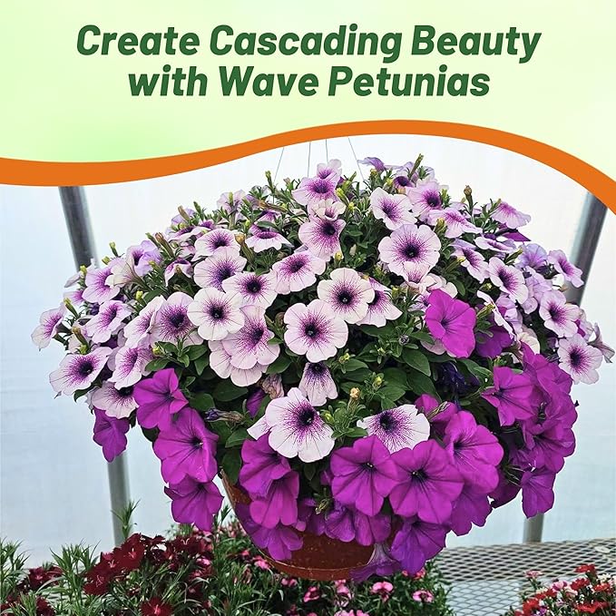 Outsidepride Plumb Pudding Mix Easy Wave Petunia Seeds - 30 Pcs. Annual, Compact & Spreading Flower Seeds for Planting Low Growing Vibrant Blooms, Ideal for Garden Beds, Baskets & Container Displays