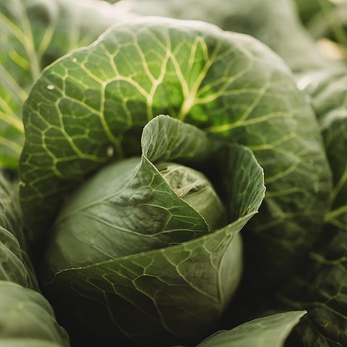 Charleston Wakefield Cabbage - 100 Seeds - Heirloom & Open-Pollinated Variety, Non-GMO Vegetable Seeds for Planting Outdoors in The Home Garden, Thresh Seed Company