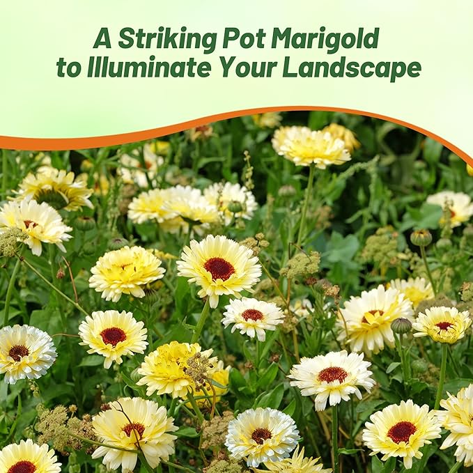 Outsidepride Snow Princess Calendula Seeds - 100 Pcs Annual Edible Flower Seeds for Planting for Dishes & Wellness Uses, with Vibrant Blooms for Cut Flower, Container, & Pollinator Gardens