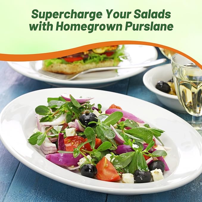 Outsidepride Green Purslane Seeds for Planting - 5,000 Pcs Annual, Easy to Grow, Vitamin-Rich & Drought Tolerant Succulent Seeds for Culinary, Xeriscaping, Containers & Hanging Baskets