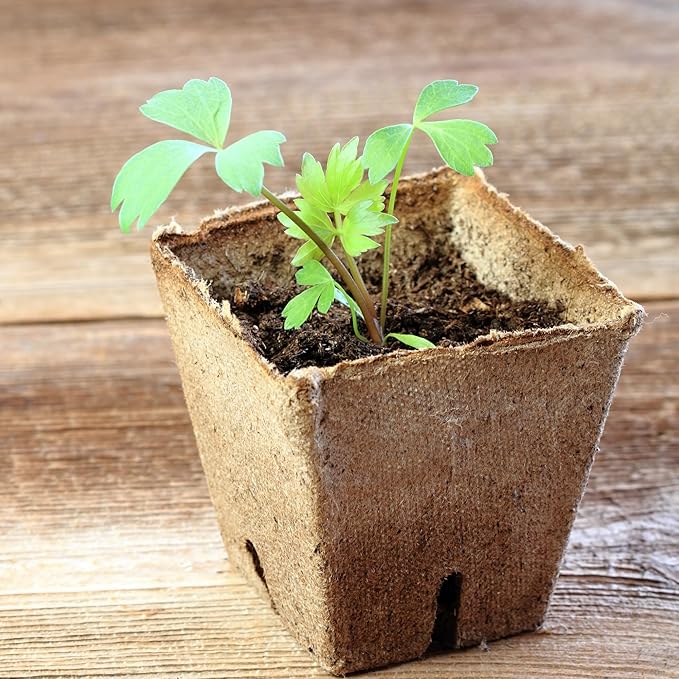 Seed Needs Lovage Seeds for Planting - Non-GMO Heirloom & Untreated Herbs to Plant a Medicinal/Culinary Home Grown Herb Garden Indoors or Outdoors (2 Packs)