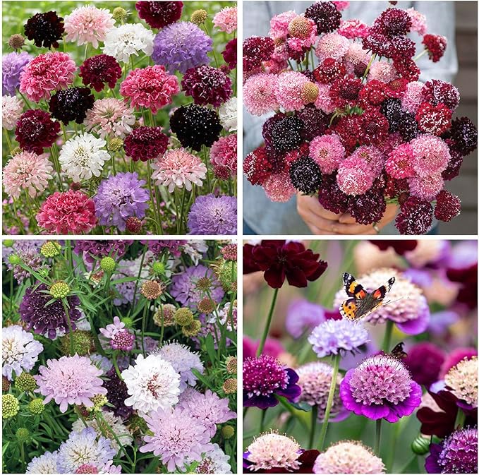 320+ Perennial Dwarf Double Scabiosa Pincushion Flower Seeds for Planting-Non-GMO Heirloom Plant Seeds Garden Outdoor