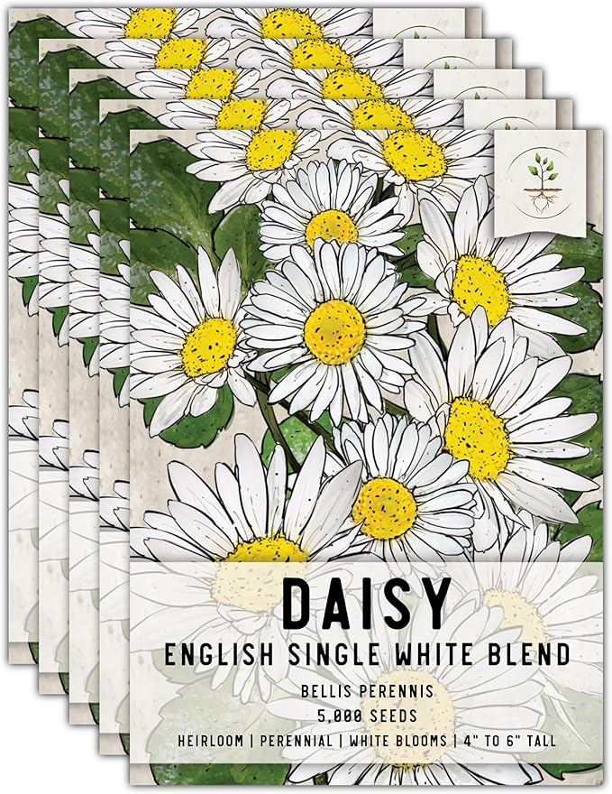 Seed Needs, English Daisy Seeds - 1,000 Heirloom Seeds for Planting Bellis perennis - White Blooms, Perennial Flowering Plants for an Outdoor Garden (5 Packs)