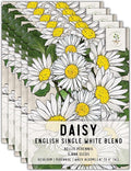 Seed Needs, English Daisy Seeds - 1,000 Heirloom Seeds for Planting Bellis perennis - White Blooms, Perennial Flowering Plants for an Outdoor Garden (5 Packs)