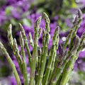 Mary Washington Asparagus Roots - Heirloom, Bare Root 2yr Asparagus Crowns from Hand Picked Nursery (25)