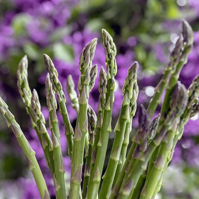 Mary Washington Asparagus Roots - Heirloom, Bare Root 2yr Asparagus Crowns from Hand Picked Nursery (25)