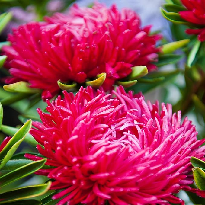 Outsidepride Paeony Aster Seeds - 2,000 Pcs Annual, Hardy & Pollinator Friendly Flower Seeds for Planting Vibrant Double Incurved Scarlet Petals, Ideal for Meadows & Aesthetic Gardens