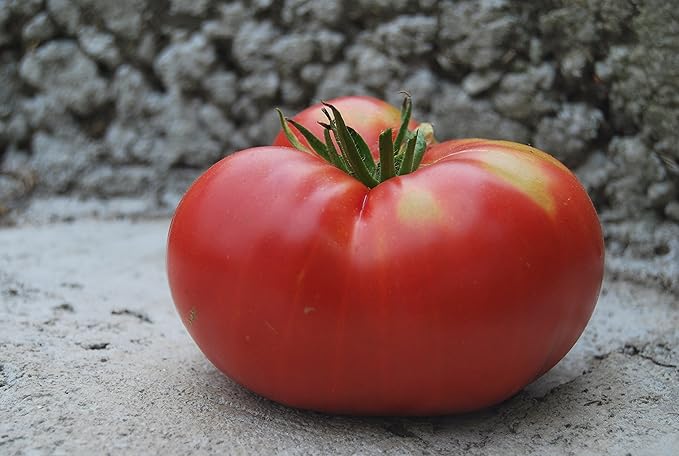 Seeds Vegetable Beefsteak Tomato Red Giant Indetereminate Non GMO for Planting Heirloom