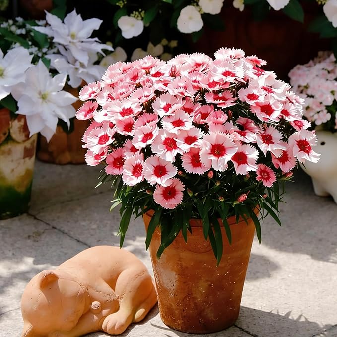 Mixrug Mix Sweet William Dianthus Seeds for Planting, 5000+pcs Rare Perennial Creeping Dianthus barbatus Flower Seeds Non-GMO Heirloom Rare Plants, Open Pollinated Beauty Home Garden for Outdoors