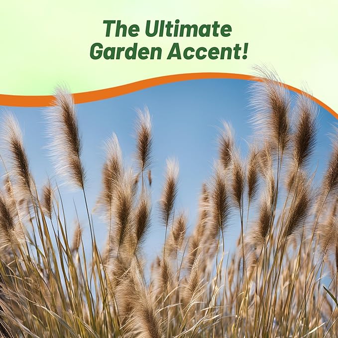 Outsidepride Chinese Pennisetum Fountain Ornamental Grass Seeds - 100 Pcs Perennial, Drought Tolerant Fountain Grass with Smoky Purple-Black Plumes for Low Maintenance Xeriscapes & Flower Arrangements