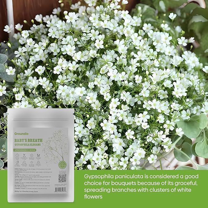 Baby's Breath Seeds, Large 1oz Pack, Little White Flowers Heirloom Seeds Open Pollinated Annual Flower, Non-GMO Grown in The USA