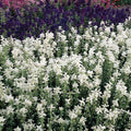 Outsidepride White Swan Salvia Seeds - 1,000 Pcs Annual, Compact, Heavy Blooming & Drought-Tolerant Sage Seeds for Planting Fragrant White Blooms for Butterfly & Hummingbird Gardens & Landscaping
