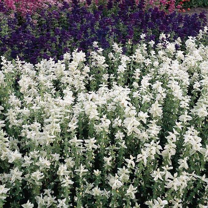 Outsidepride White Swan Salvia Seeds - 1,000 Pcs Annual, Compact, Heavy Blooming & Drought-Tolerant Sage Seeds for Planting Fragrant White Blooms for Butterfly & Hummingbird Gardens & Landscaping
