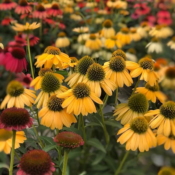1000pcs Echinacea Coneflower Seeds for Planting, Non-GMO Heirloom Perennial Rare Echinacea Flower Plant Seeds, Landscape Hardy Garden Flowers for Outdoors