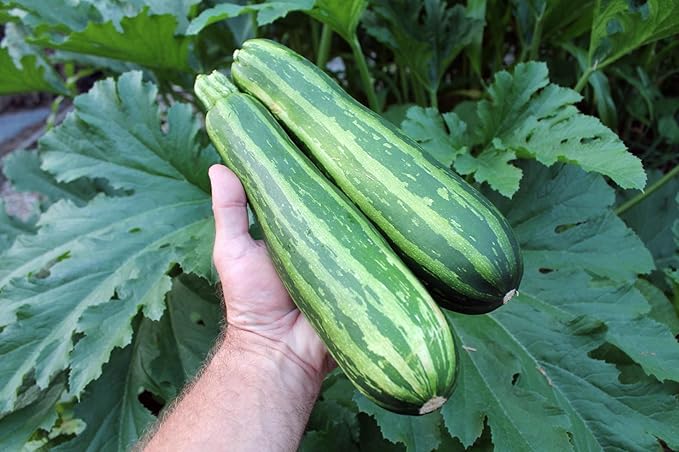 RAISE ME UP: Seeds Cocozelle Zucchini Courgette Non GMO Heirloom