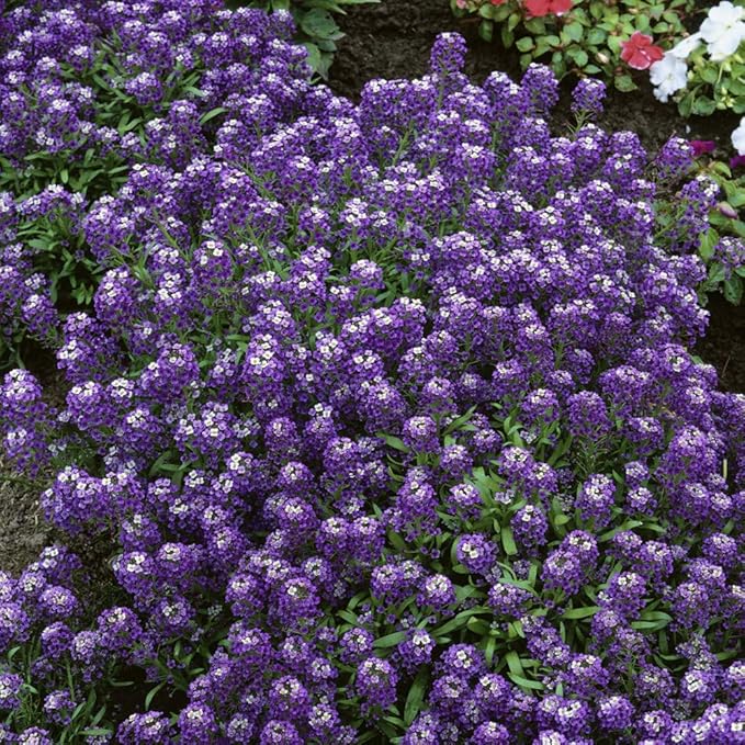 Outsidepride Violet Queen Alyssum Seeds - 10000 Pcs Annual, Drought-Tolerant & Pollinator-Friendly Ground Cover Seeds w/Fragrant Purple Blooms for Low-Growing Xeriscaping & Outdoor Planting