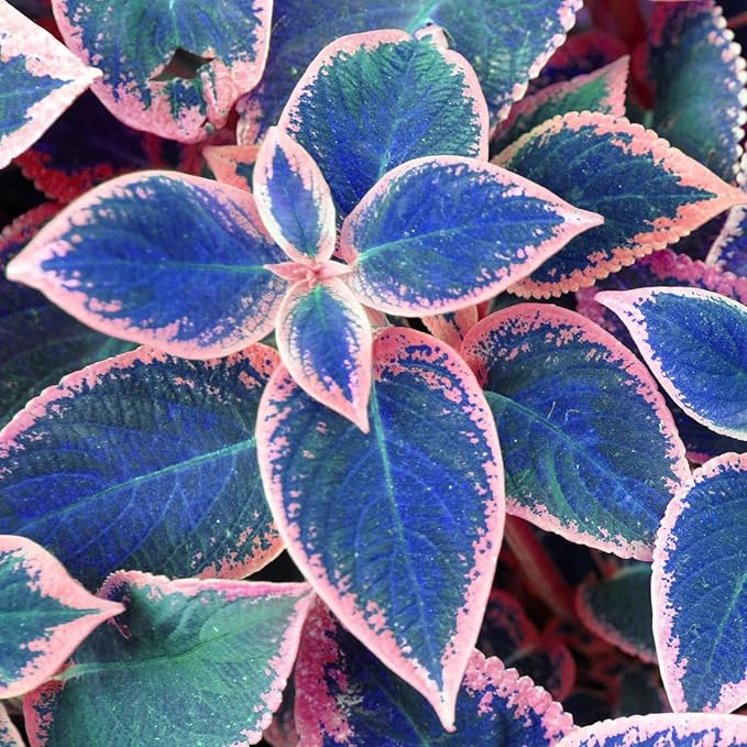 Coleus Seeds, 100 Pack, Indoor Outdoor Colorful Foliage Plant, Shade-Loving Garden Decor