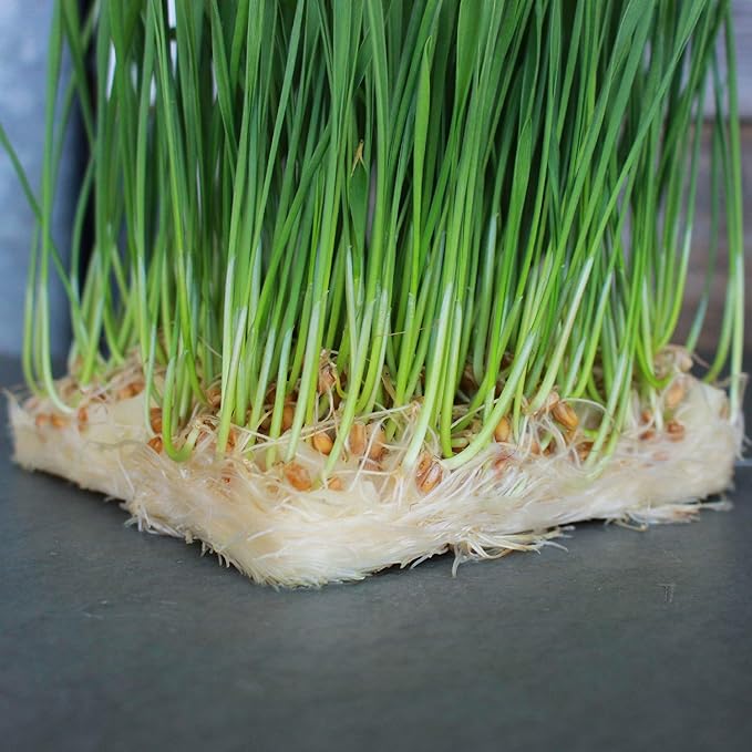 Micro Mat Hydroponic Confetti - 1.5 Lb Bag - Compostable Grow Medium for Microgreens & Wheatgrass - High Water Holding Capacity - 1 Lb Expands to 6.5 Quarts of Growing Media