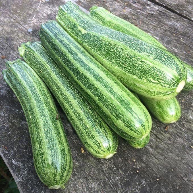 SeedsUP - 30+ Seeds Cocozelle Zucchini - Vegetable Green