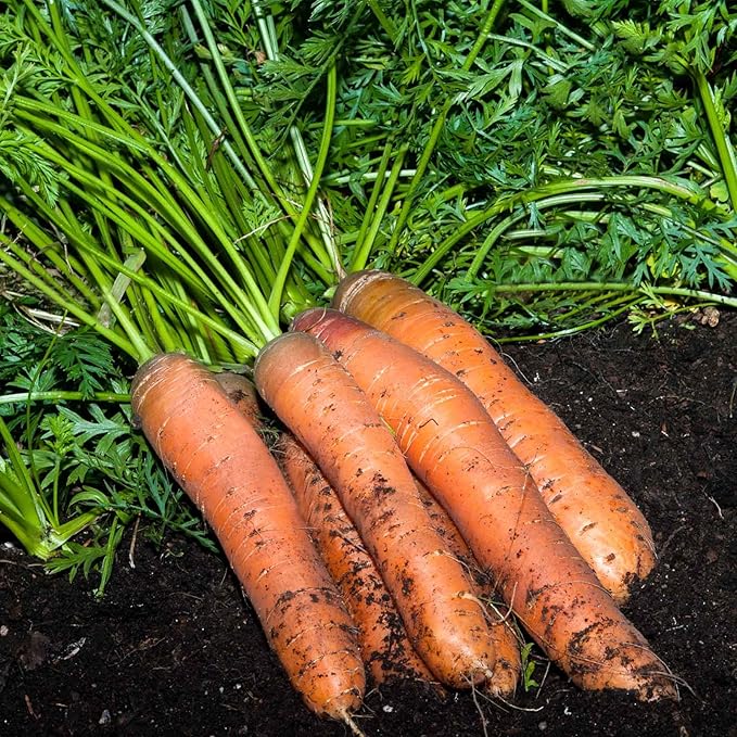 Scarlet Nantes Carrot Seed - 4 Oz ~80,000 Seeds - Non-GMO, Heirloom Vegetable Garden Seeds, Gardening, Microgreens