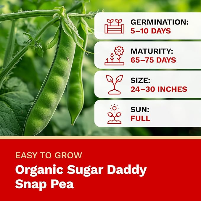 The Harvest Company Organic Seeds Collection – USDA Certified, Non-GMO, Open-Pollinated for Indoor & Outdoor Planting (Sugar Daddy Snap Pea)