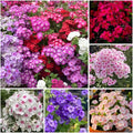 1000+ Phlox Seeds for Planting - Perennial Creeping Ground Cover Plants - Ornamental Flower Seeds for Home & Garden, Potted Planting, Easy to Grow with Long Blooming Period