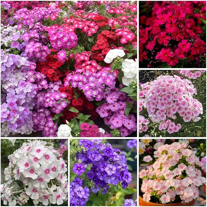 1000+ Phlox Seeds for Planting - Perennial Creeping Ground Cover Plants - Ornamental Flower Seeds for Home & Garden, Potted Planting, Easy to Grow with Long Blooming Period