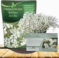 Outsidepride Gypsophila White Baby's Breath Seeds - 1 lb. Annual Hardy, Easy to Grow & Drought Tolerant Wild Flower Seeds for Planting Vibrant Blooms in Pollinator Gardens & Floral Arrangements