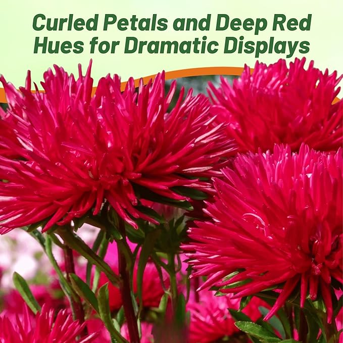 Outsidepride Gremlin Aster Seeds - 1000 Pcs. Annual, Hardy & Pollinator Friendly Flower Seeds for Planting Vibrant Red Blooms and Oval-Shaped Leaves, Great for Meadows & Aesthetic Gardens
