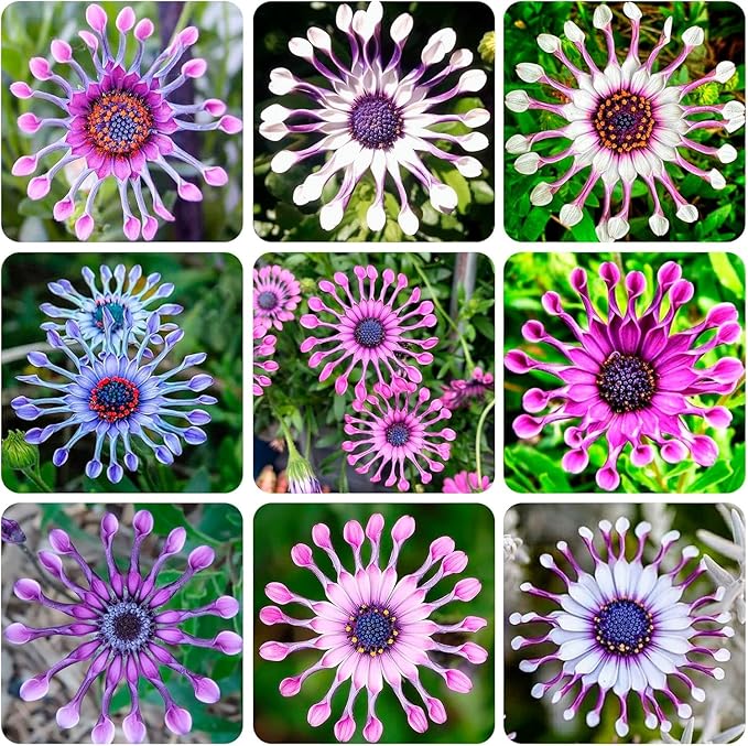 African Daisy Seeds, Purple Blue Gerbera, 150 Pieces, Perennial Flowers for Garden