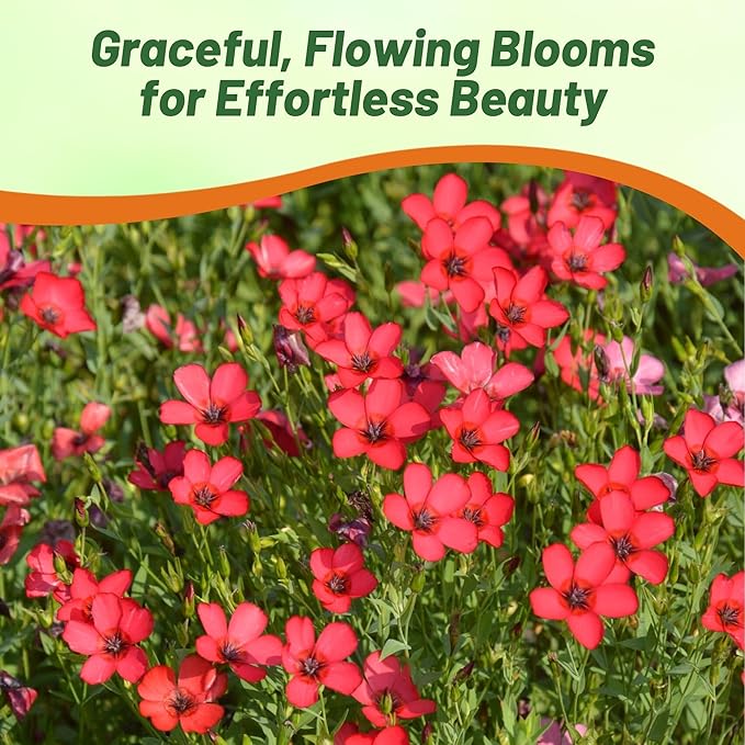 Outsidepride Scarlet Flax Seeds - 5000 Pcs Annual Flower Seeds for Planting, Self-Seeding, Drought-Tolerant w/Compact Growth, for Small Gardens, Meadows, Borders, or Mass Plantings