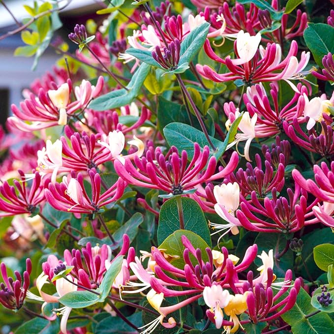 200+ Honeysuckle Flower Seeds for Planting Outdoor-Heirloom Non-GMO Honeysuckle Fragrant Flower Seeds