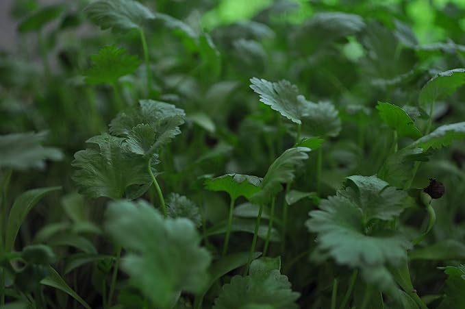 Cilantro Seed, Sprouting Seeds, Microgreen, Sprouting, 2 OZ, Non GMO - Country Creek Acres Brand - High Sprout Germination- Juicing, Gardening, Hydroponics, Growing Salad Sprouts