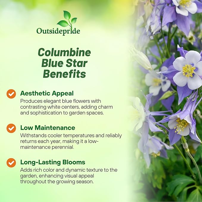 Outsidepride Blue Star Columbine Seeds - 2000 Pcs Perennial, Easy to Grow Flower Seeds for Planting, Suitable for Pollinator-Friendly Garden, Cut Floral Arrangements, Ground Covers, or Borders