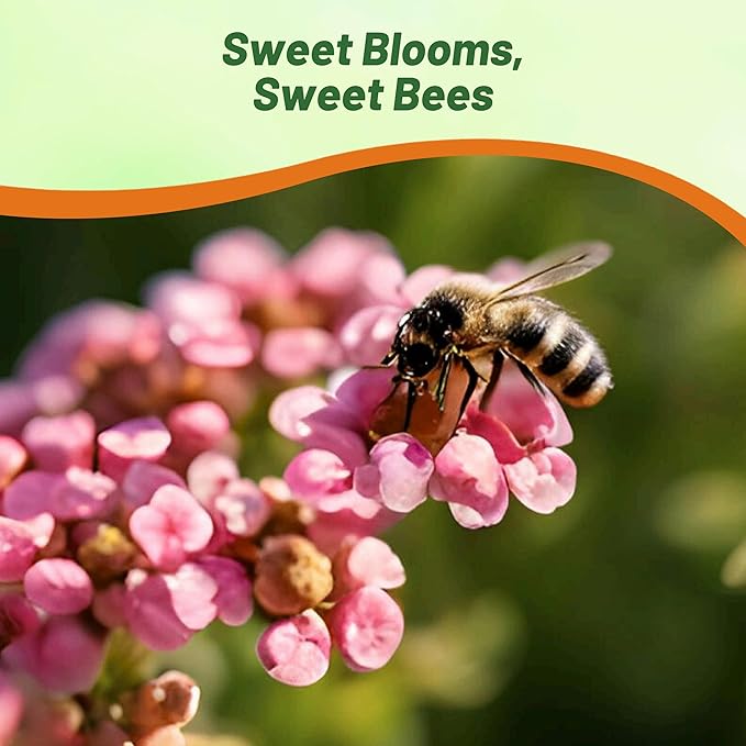 Outsidepride Easter Bonnet Deep Pink Alyssum Seeds - 1000 Pcs Annual, Drought-Tolerant & Pollinator-Friendly Ground Cover Seeds w/Fragrant Honey Blooms for Low-Growing Xeriscaping & Outdoor Planting