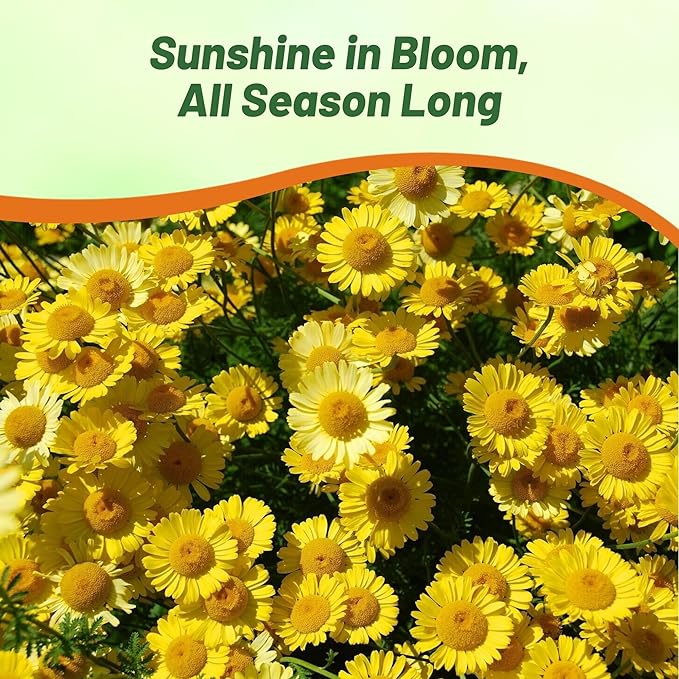 Outsidepride Yellow Marguerite Daisy Seeds - 10000 Pcs. Perennial Drought-Tolerant & Pollinator-Friendly, Flower Seeds for Planting Vibrant Blooms for Gardens, Borders & Cut Flowers