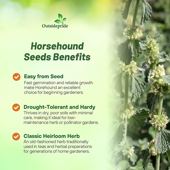 Outsidepride - Horehound Seeds - 10000 Pcs. Perennial, Compact, Easy to Grow & Pollinator Friendly, Herb Seeds for Planting Toothed, Wooly Gray-Green Foliage for Versatile & Culinary Uses