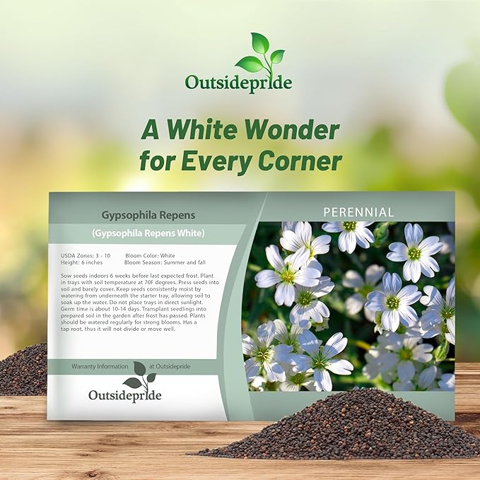 Outsidepride Gypsophila White Creeping Baby's Breath Seeds - 5000 Pcs. Perennial, Easy to Grow & Drought Tolerant Wild Flower Seeds for Planting Vibrant Bloom in Pollinator Garden & Floral Arrangement