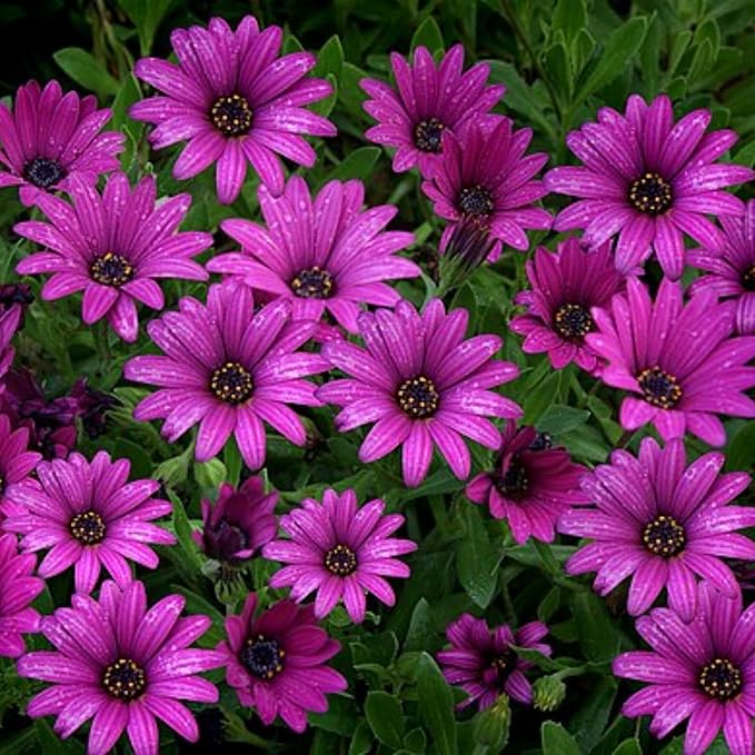 100+ Purple Daisy Flower Seeds - Tender Perennial Flower for Planting Garden Home Outdoor