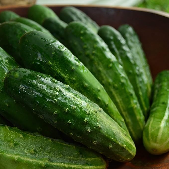 Early Fortune Heirloom Cucumber - 25 Seeds - Heirloom & Open-Pollinated Variety, Non-GMO Vegetable Seeds for Planting in The Home Garden, Thresh Seed Company