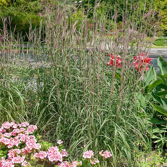 Outsidepride Perennial Andropogon Big Bluestem Grass Seed - 1 lb. Warm Season, Drought Resistant, Native Prairie Grass Seed, Ideal for Erosion Control, Ornamental Landscaping & Wildlife Gardens