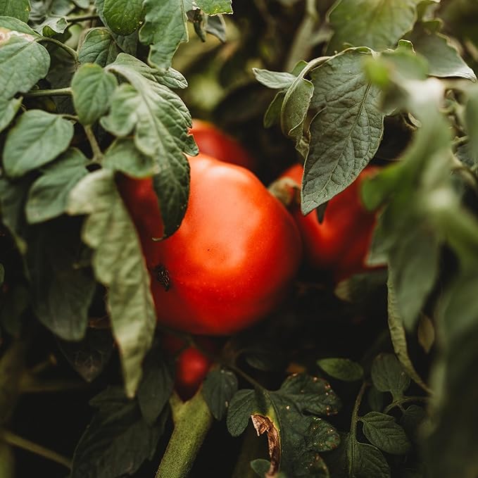 Mule Team Heirloom Tomato - 50 Seeds - Rare Heirloom & Open-Pollinated Variety, Non-GMO Vegetable Seeds for Planting in The Home Garden, Thresh Seed Company