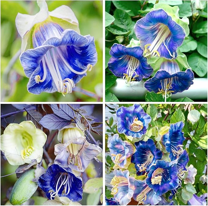 150+ Cathedral Bells Mixed Color (Cup & Saucer Vine) Seeds-Perennial Planting Flower Seeds for Planting