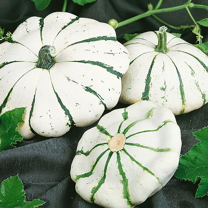 Scallop Jaune et Verte Summer Squash Seeds - 4 g Packet ~20 Seeds - Non-GMO, Heirloom - Vegetable Garden - Cucurbita Pepo