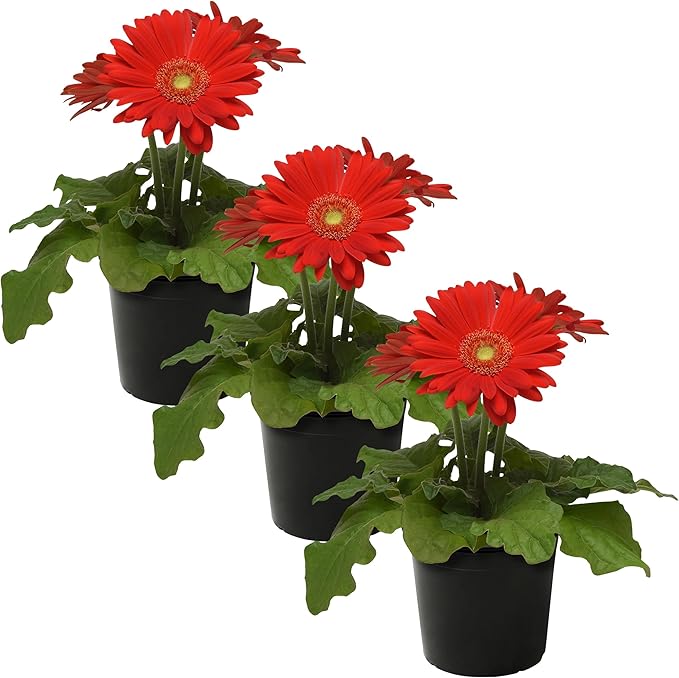 Live Flowering Gerbera Daisies - Red (3 Plants Per Pack) - Beautiful Spring Flowers - 12" Tall by 5" Wide in 1 Qt Pot