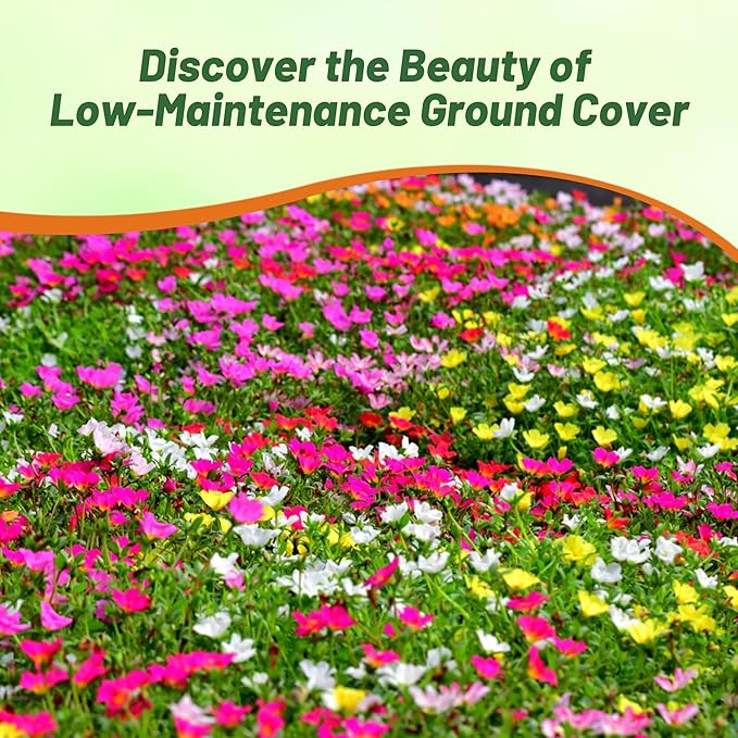 Outsidepride Sundial Mixed Moss Rose Seeds - 500 Pcs Annual, Drought & Heat Tolerant, Pollinator Friendly Ground Cover Seeds for Planting w/Vibrant Blooms & Succulent Foliage, Ideal for Xeriscaping
