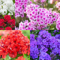 1000+ Creeping Phlox Seeds for Planting - Bright Mixed Phlox Seeds Creeping Perennial Ground Cover Plants - Annual Flower for Home and Garden